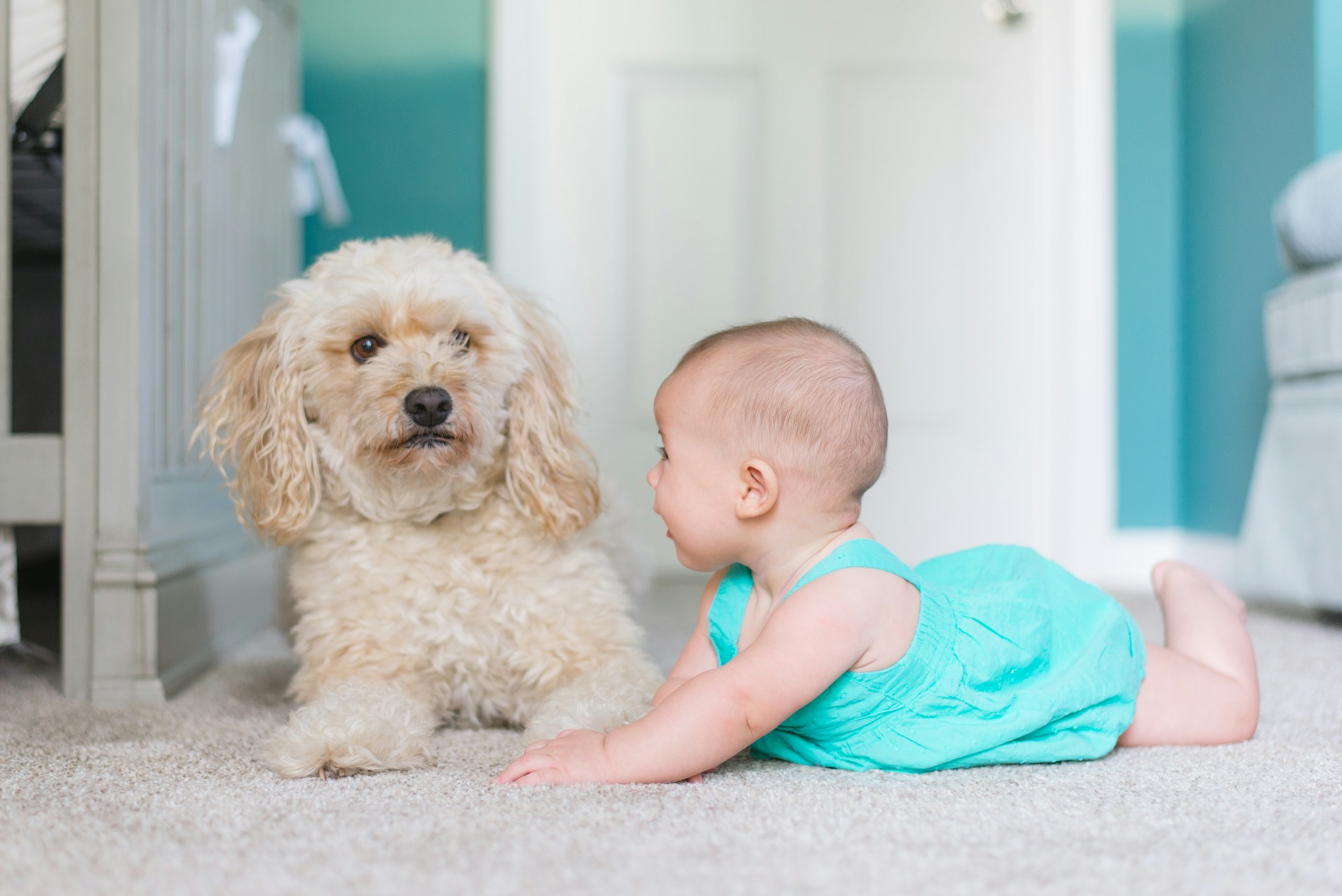 Pet-Friendly Carpet Cleaning Solutions for a Fresh and Healthy Home