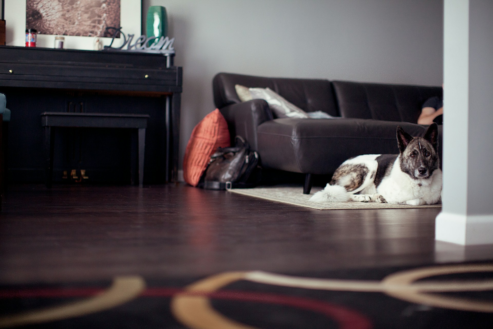 Dealing with Pet Stains and Odors: Eco-Friendly Carpet Cleaning Solutions